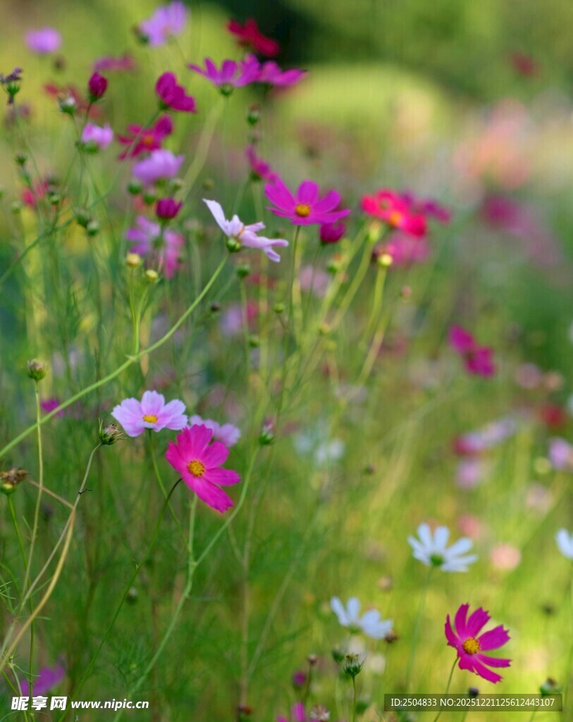 缤纷野花绽放于绿野间