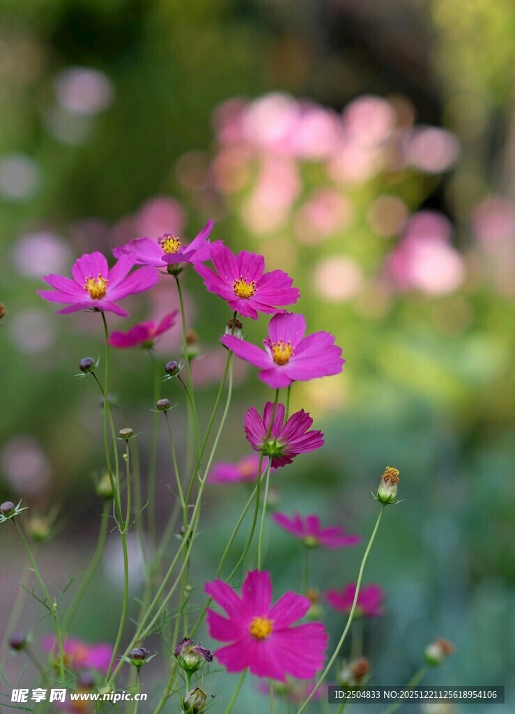 娇艳波斯菊绽放于绿野