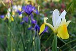 多彩鸢尾花绽放于草丛