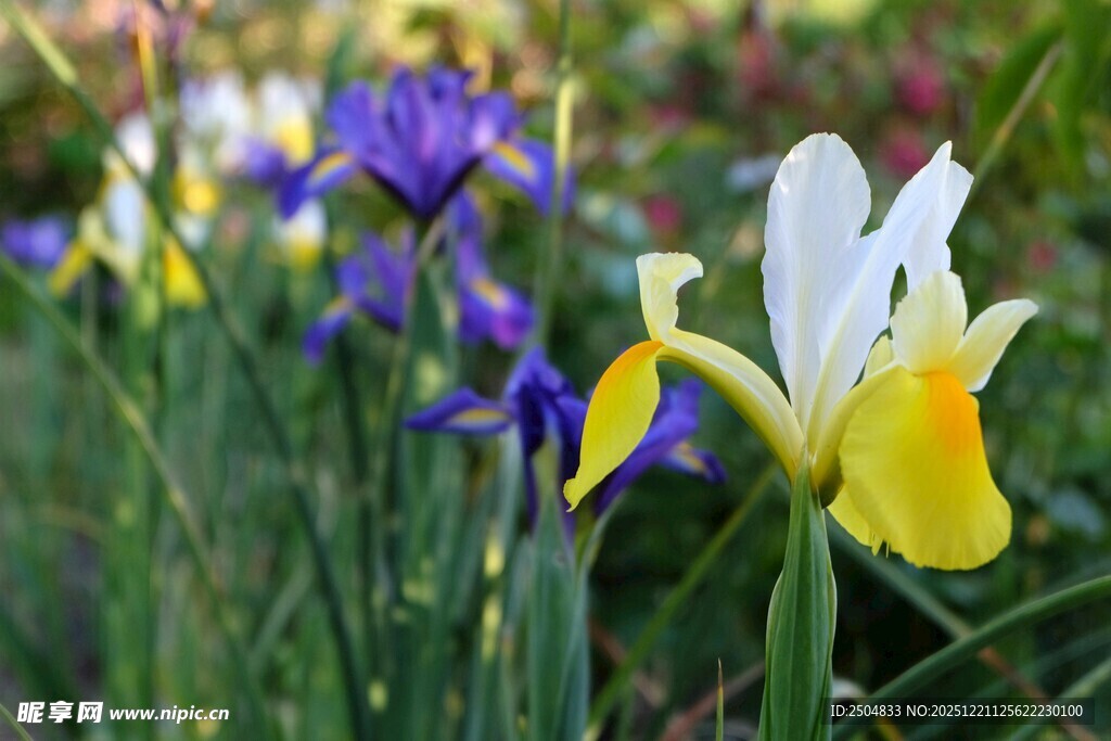 多彩鸢尾花绽放于草丛