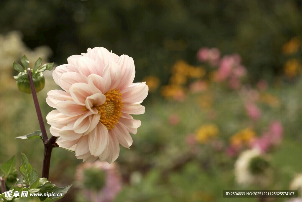 粉色大丽花绽放于花丛