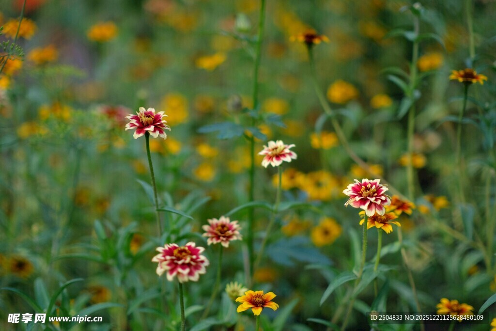 多彩野花绽放于绿野