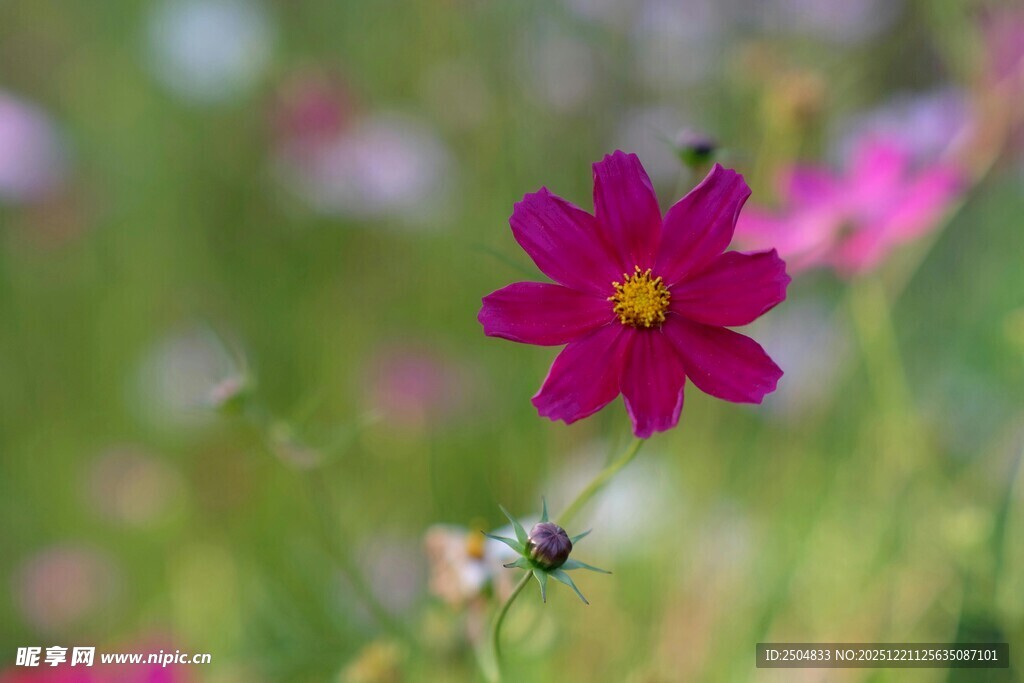 娇艳粉色花朵绽放