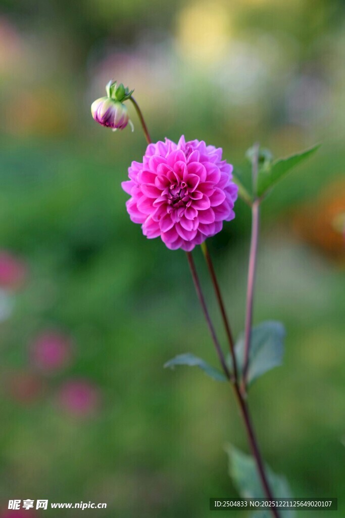 娇艳大丽花绽放于绿野