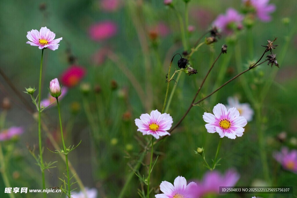 烂漫雏菊绽放于绿野间