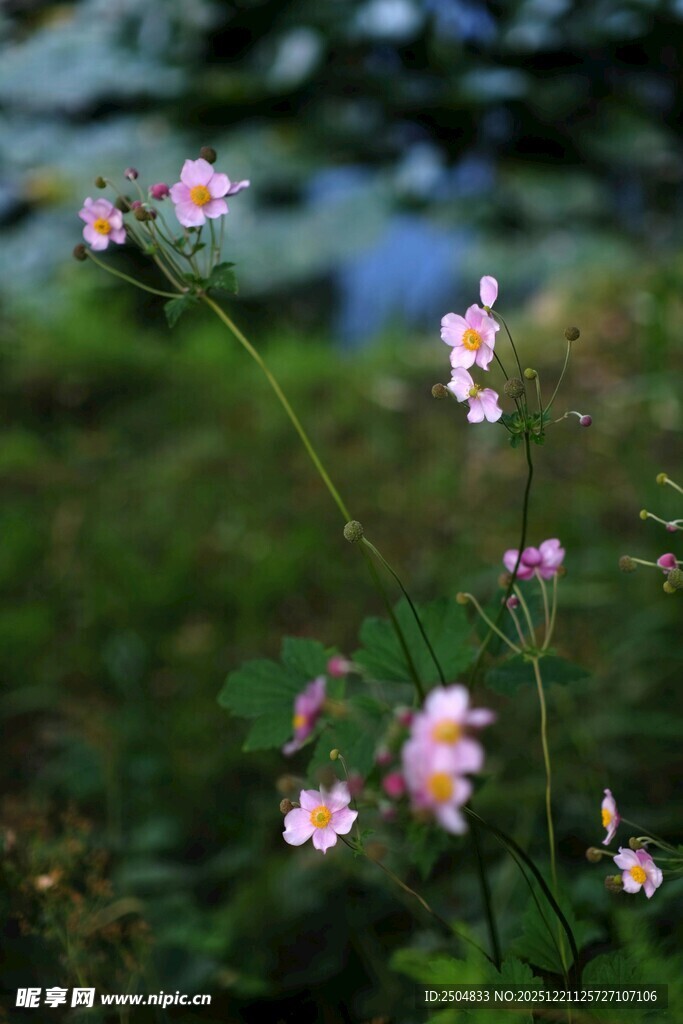溪边绽放的粉色小花