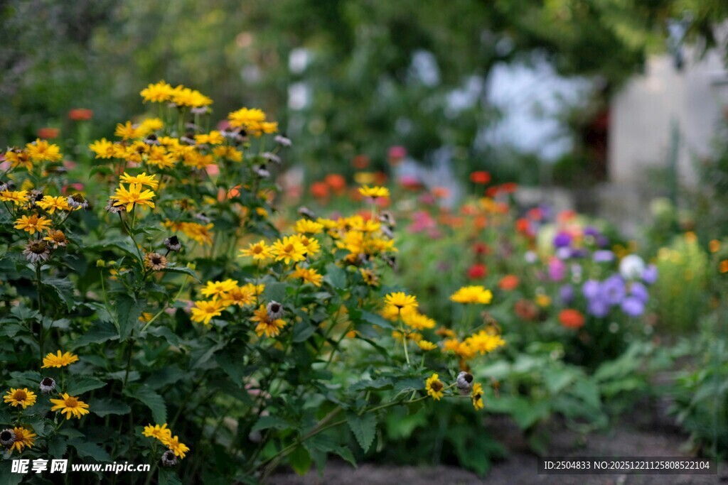 花园中绽放的多彩花卉