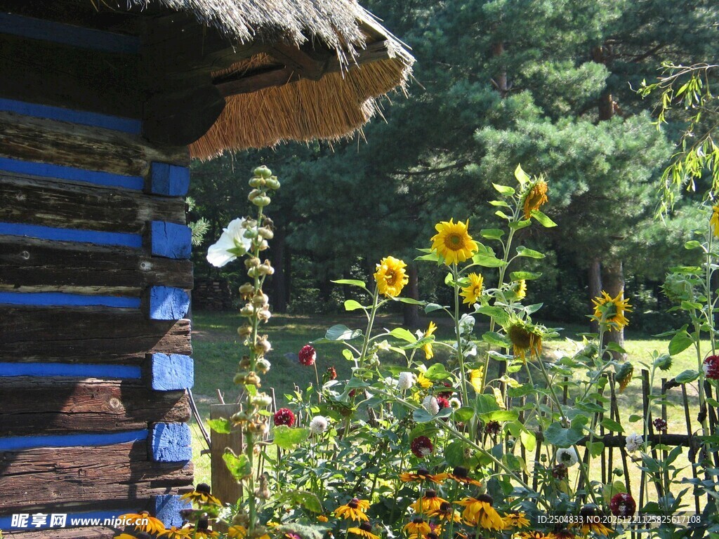 乡村小屋旁的灿烂花丛