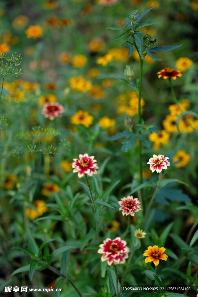 多彩野花绽放于绿野间