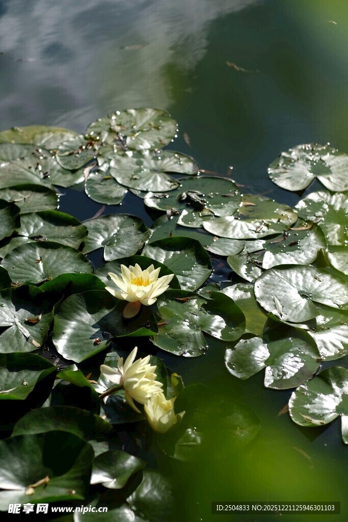 池塘中的睡莲与荷叶