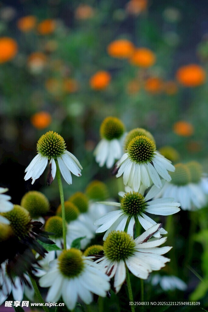 白色雏菊绽放于花丛中