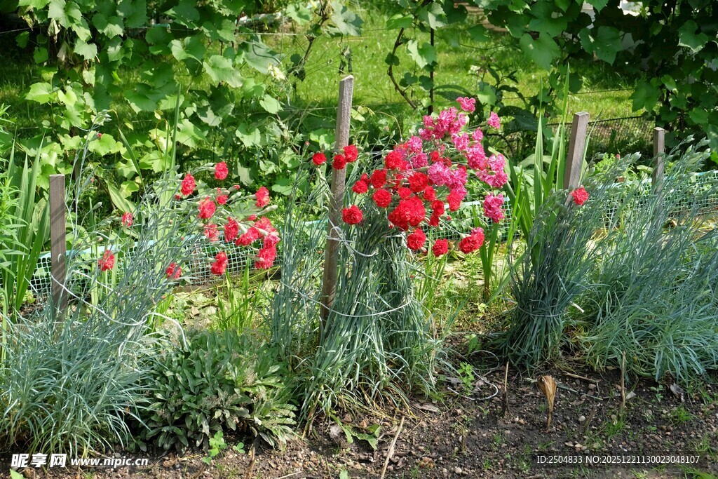 花园中绽放的艳丽红花