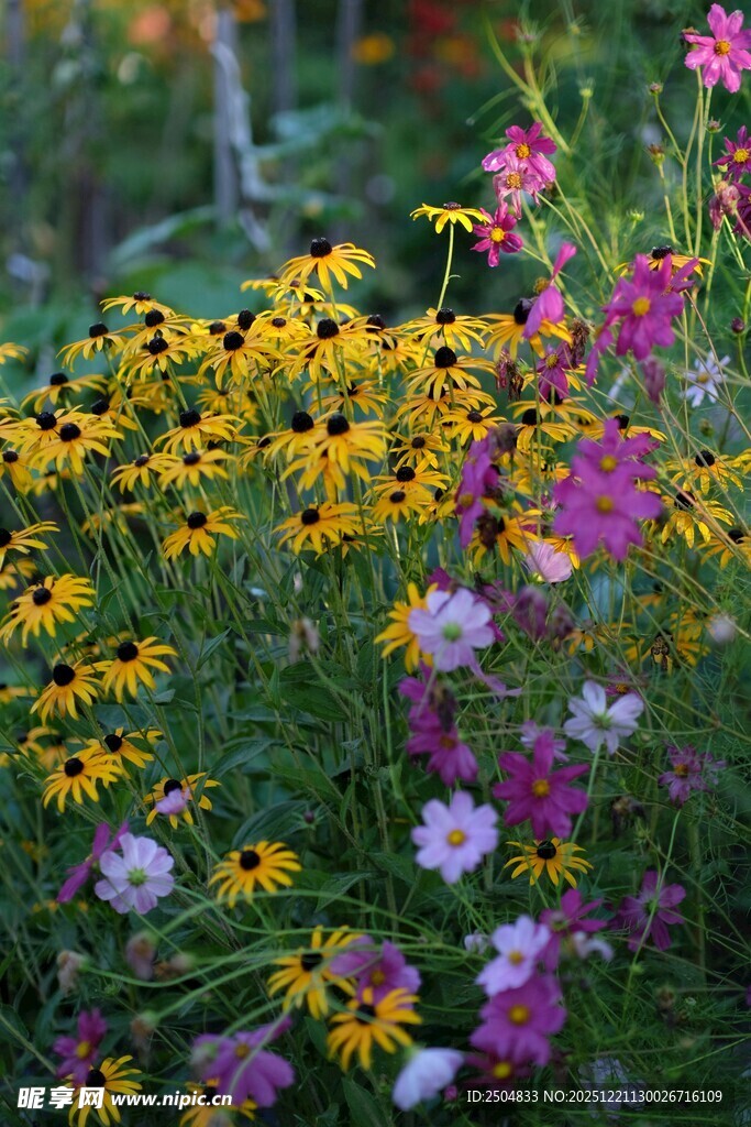 多彩花卉绽放的美丽景致