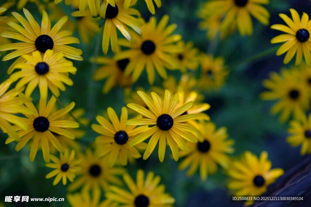 黄色黑心菊绽放