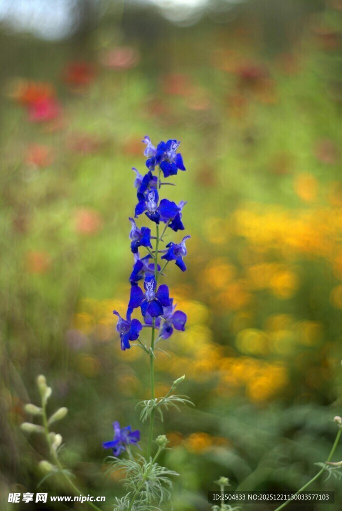 蓝花绽放于多彩花丛中