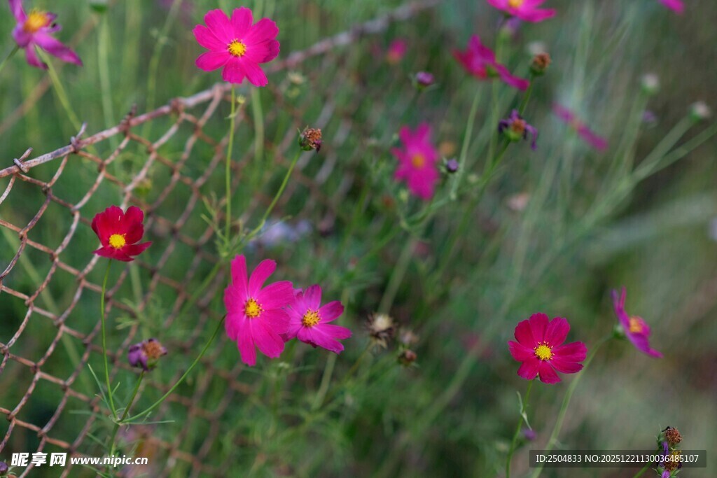 栅栏旁绽放的艳丽小花