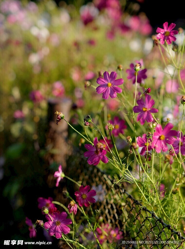 烂漫花丛中的娇艳小花