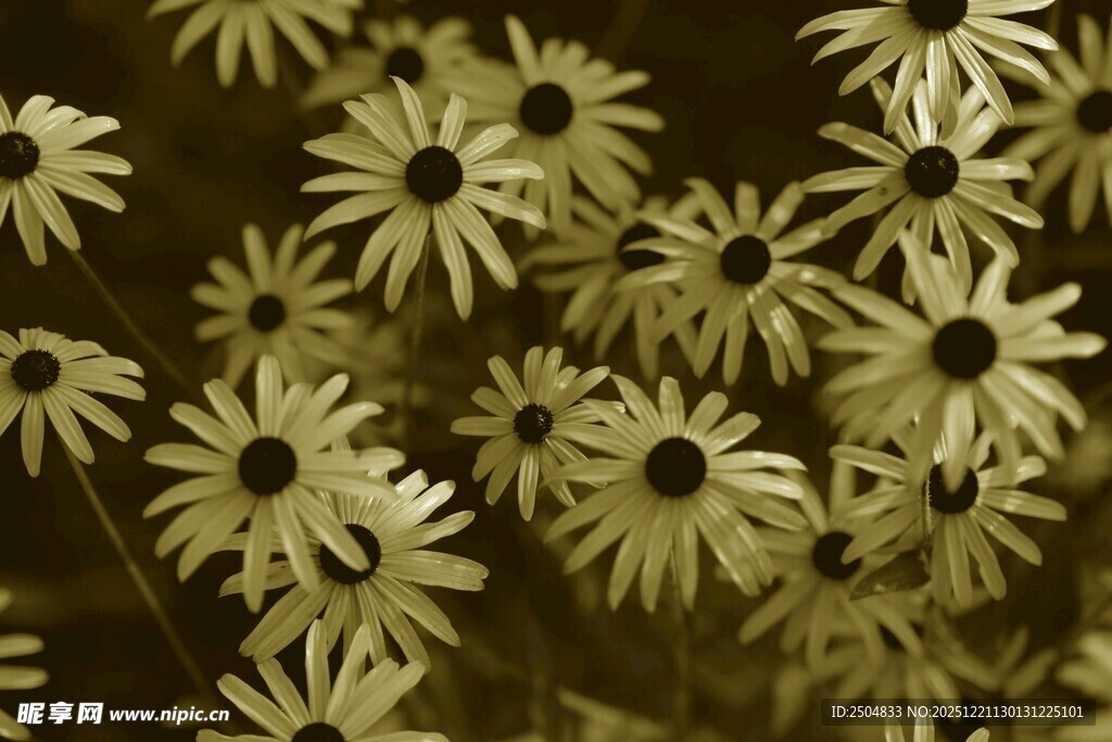 黄色雏菊簇拥绽放