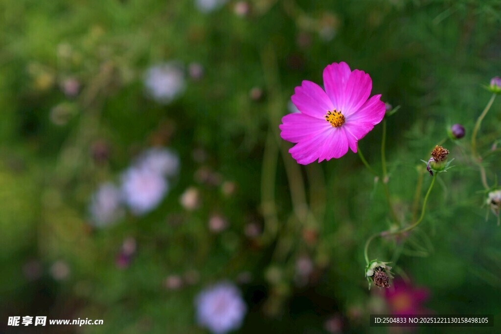 粉色小花绽放于绿野间