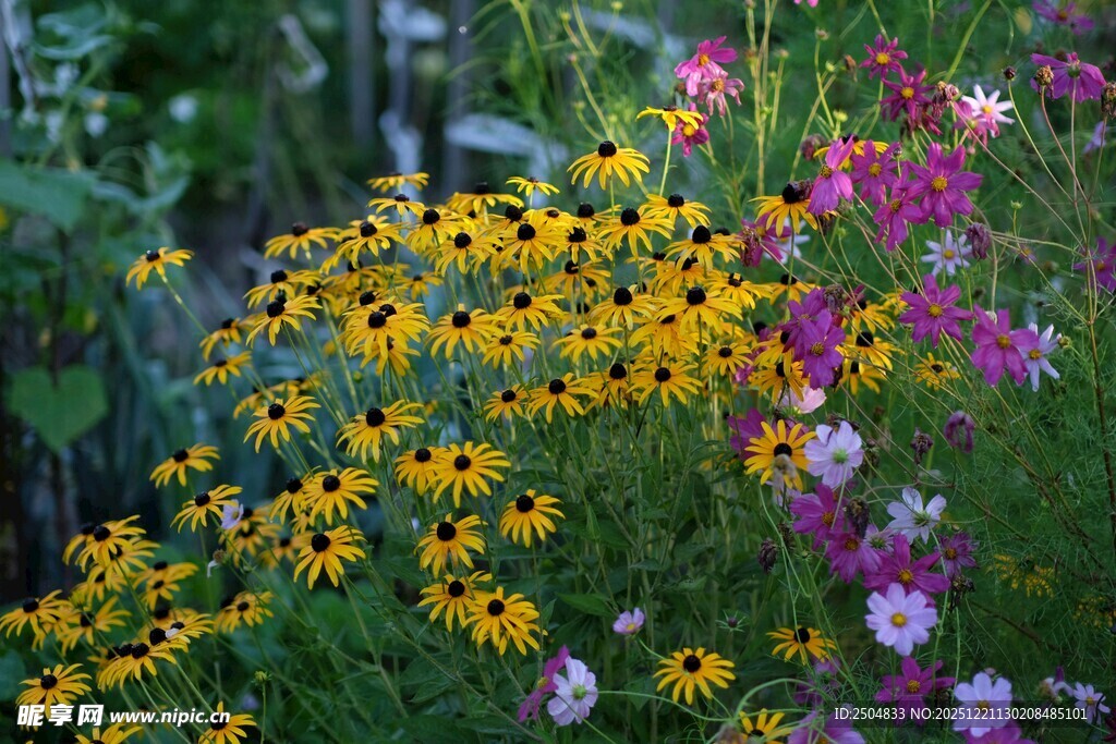 多彩花卉绽放于花园中