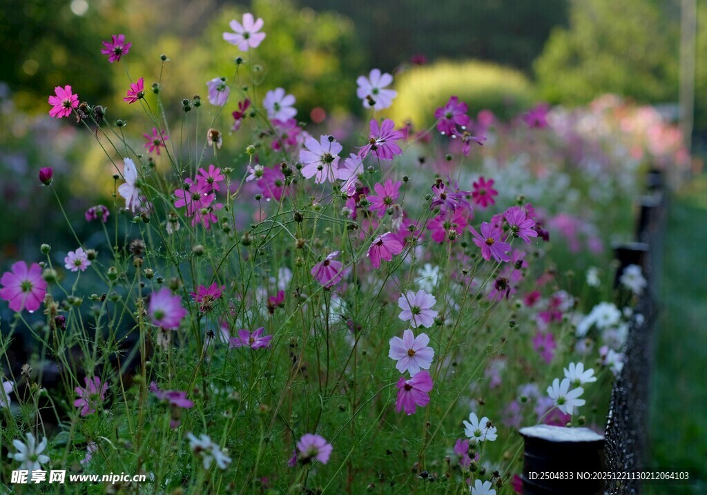 缤纷花丛中的绚烂景致