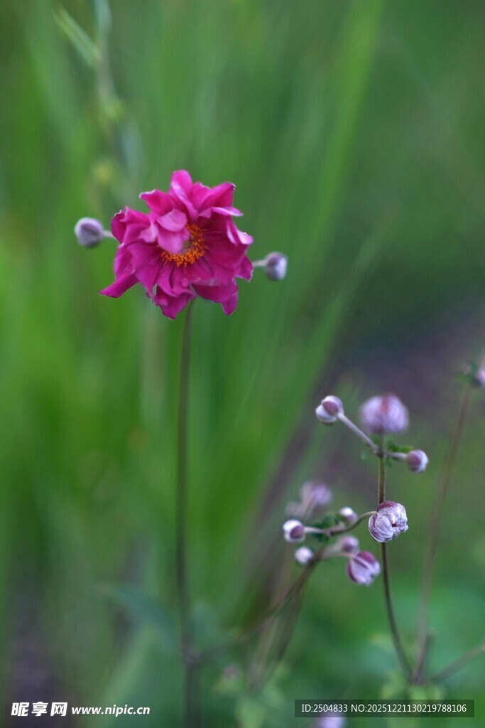 娇艳小花绽放于绿野间