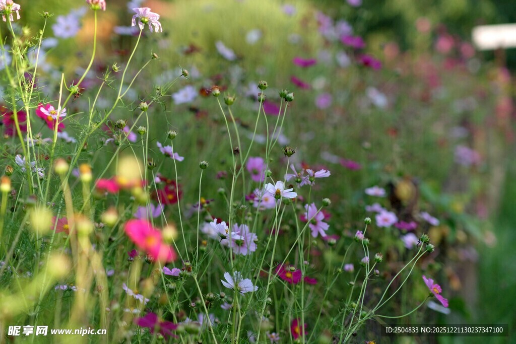 缤纷野花绽放的美丽景致