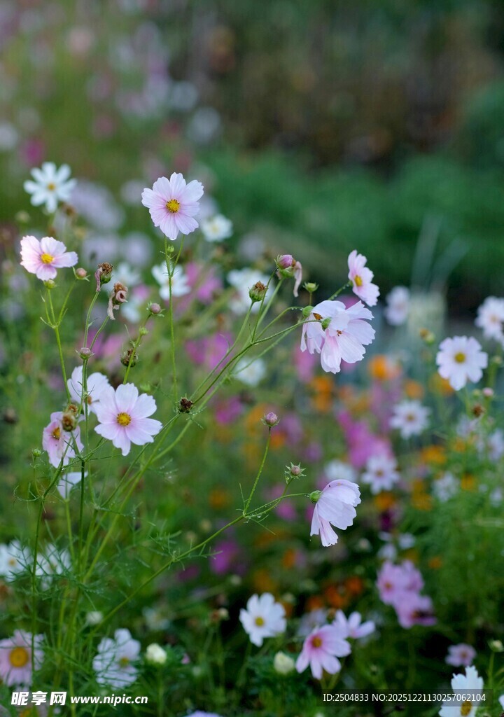 烂漫波斯菊绽放于绿野
