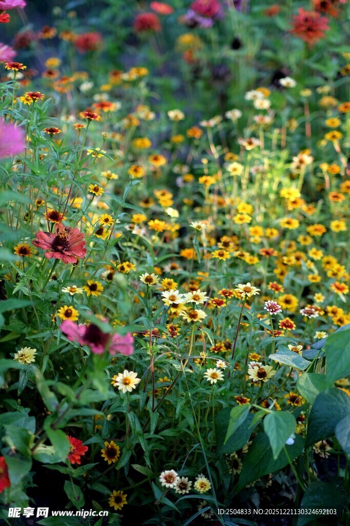 多彩花卉绽放的美丽景致