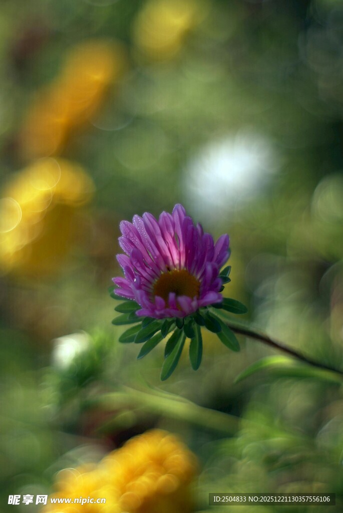紫色小花绽放于绿意间