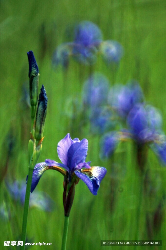 蓝紫色鸢尾花绽放于绿野