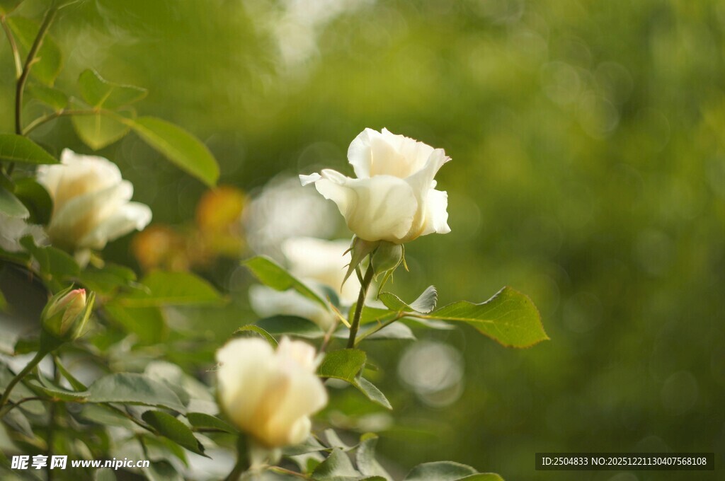 白玫瑰绽放于绿意间