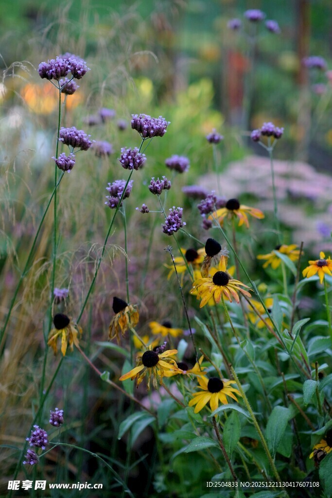 花园中绽放的多彩花卉