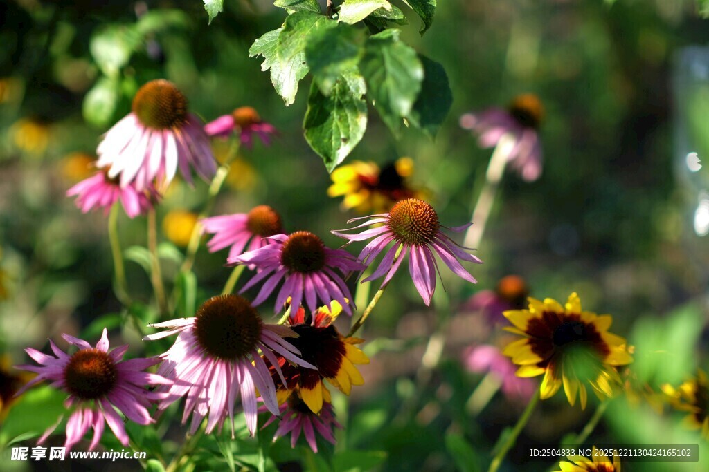 多彩花丛中的美丽花朵