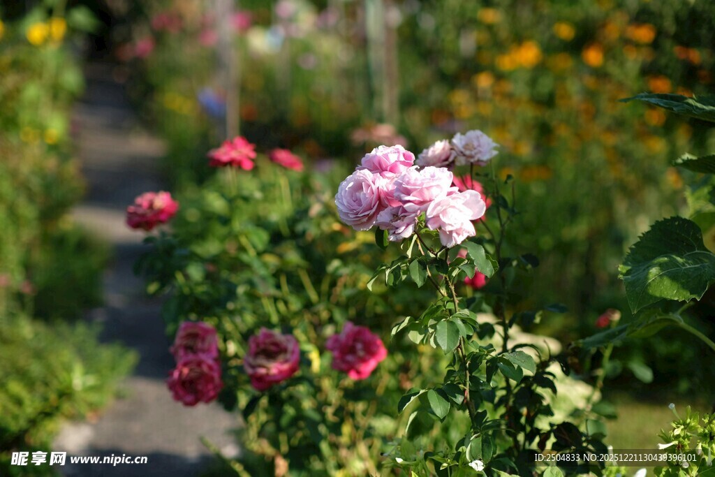 花园中绽放的多彩花卉