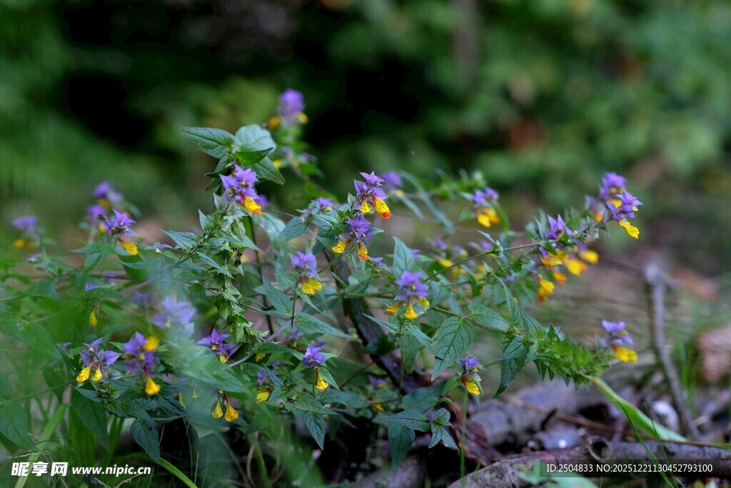 紫色小花绽放于绿意间