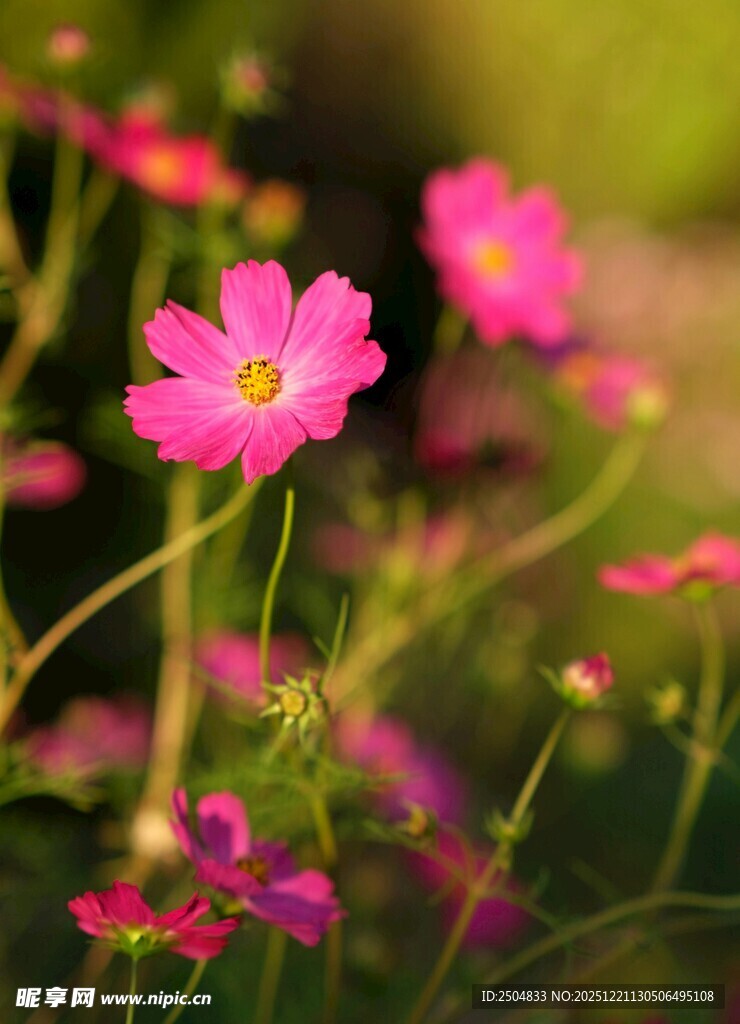 娇艳波斯菊绽放于绿野