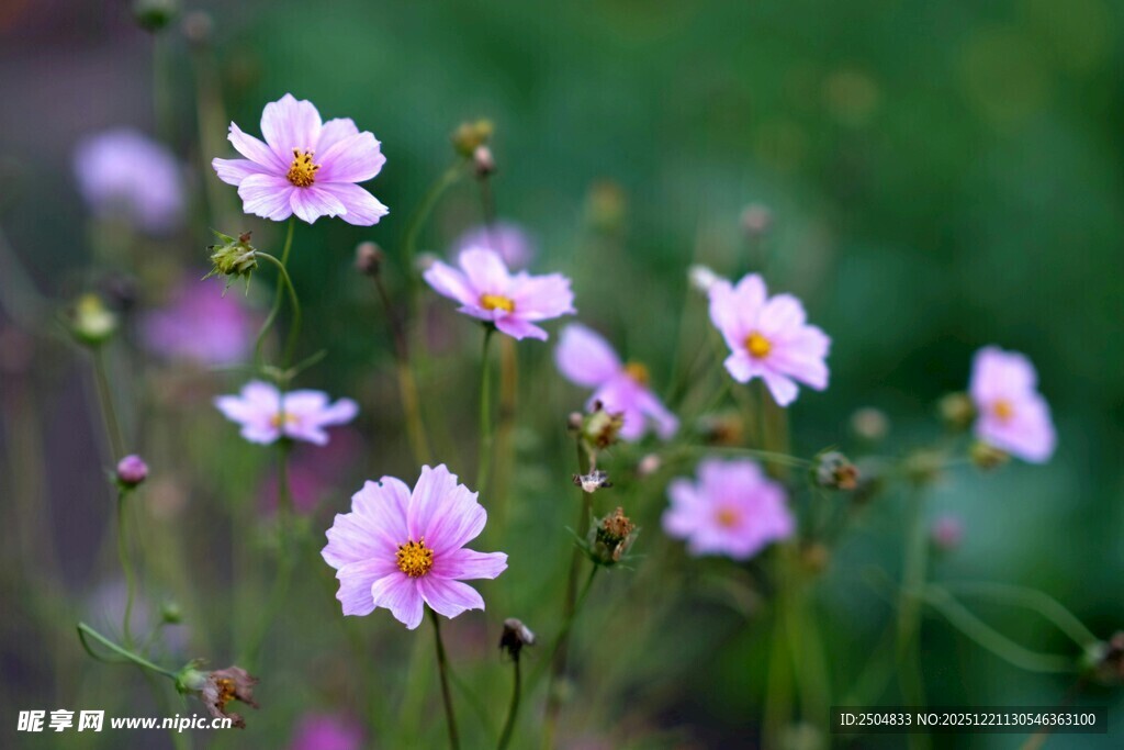 粉色小花绽放于绿意间