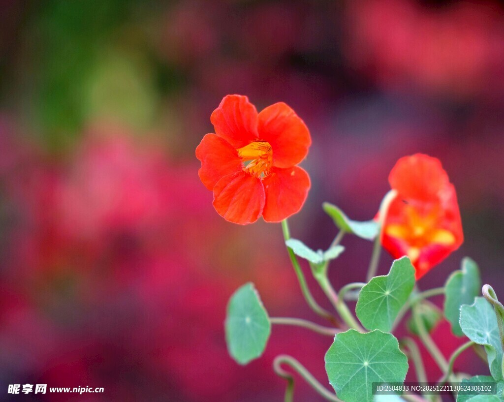 鲜艳橙花绽放于绿叶间