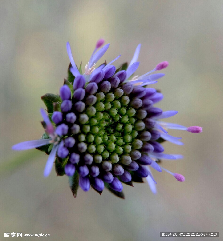 紫色球状花朵特写