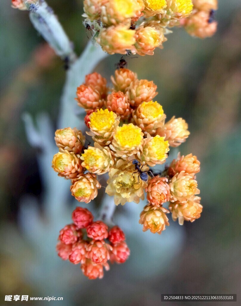 多彩小花绽放枝头