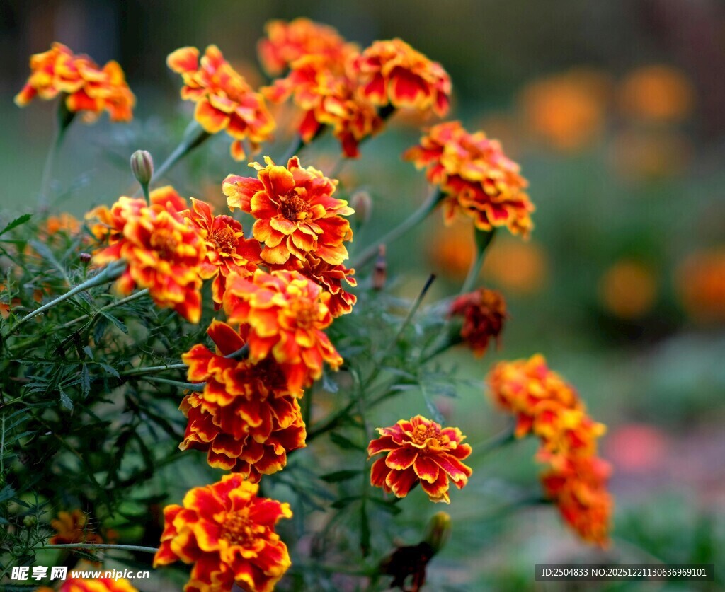 鲜艳橘色万寿菊绽放