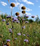蓝天下的紫色花草景观