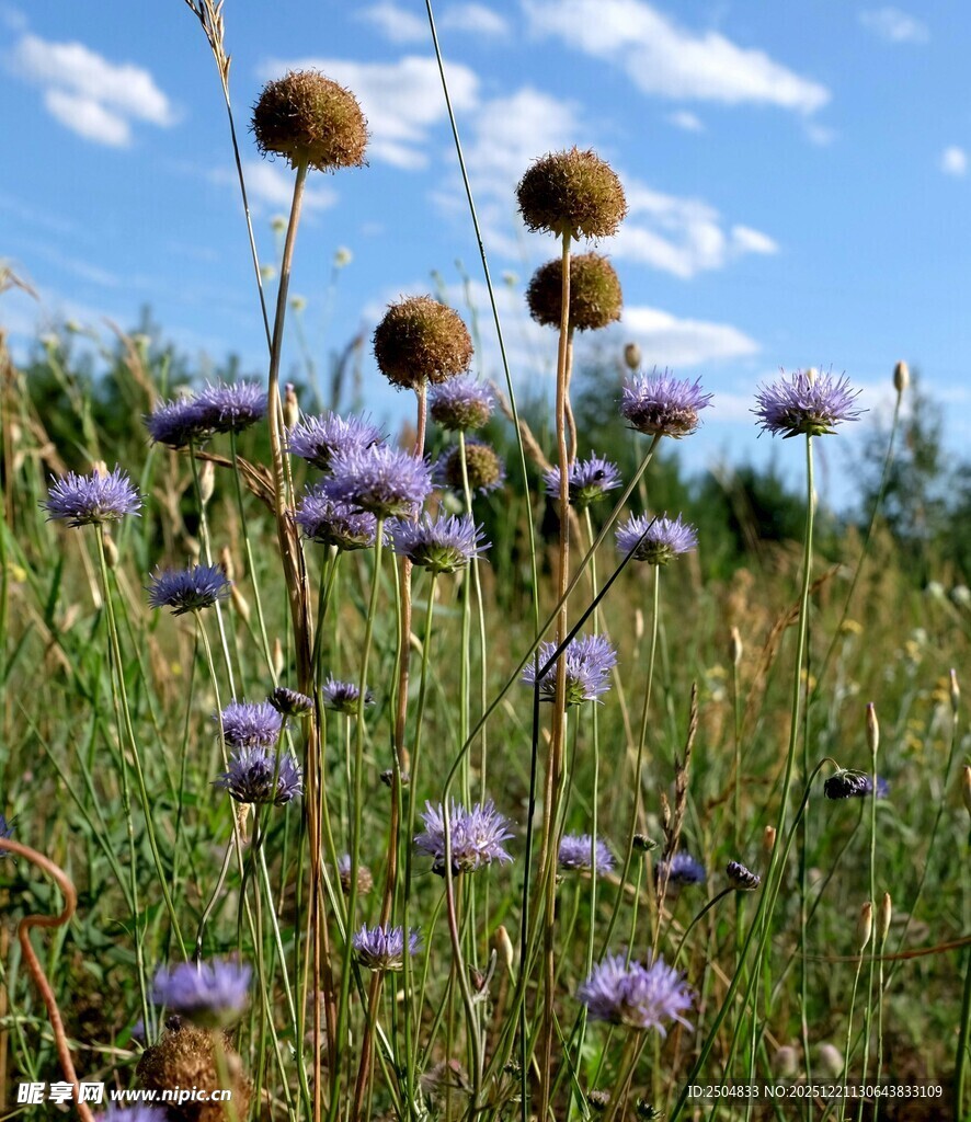 蓝天下的紫色花草景观