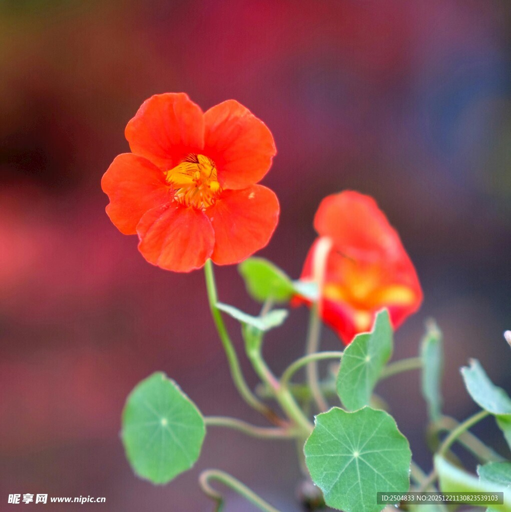 鲜艳旱金莲绽放