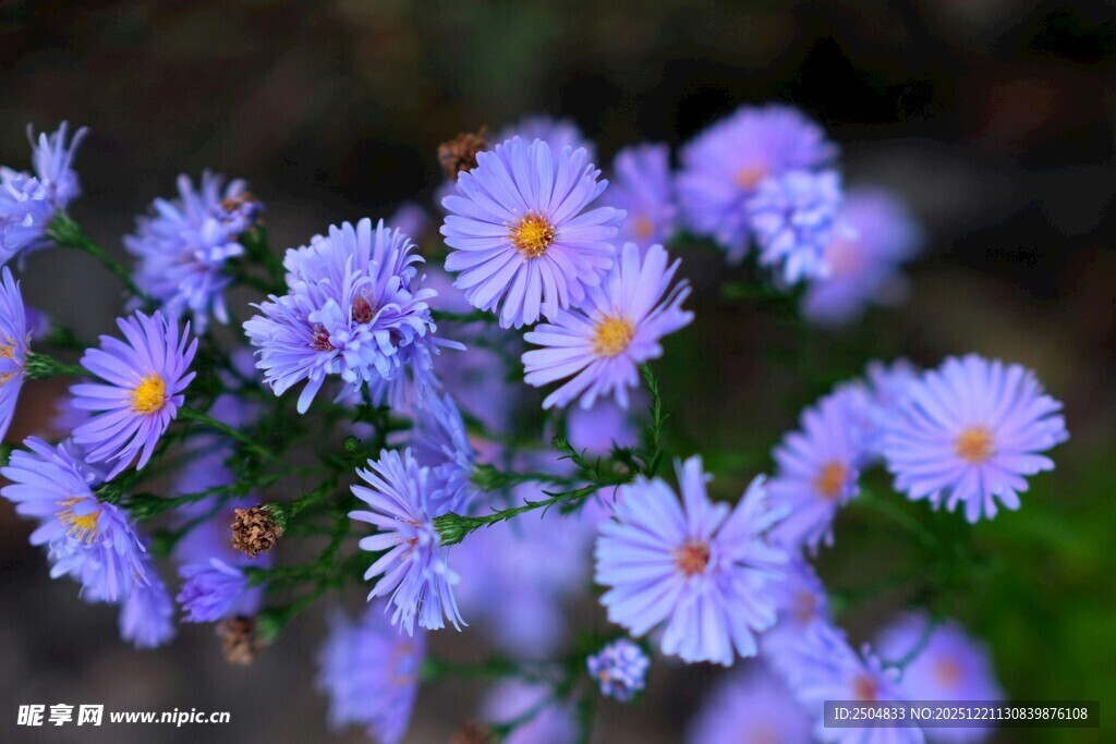 紫色小花绽放的美丽瞬间