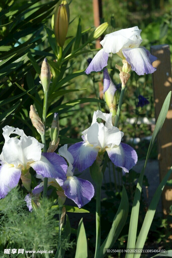 蓝紫色鸢尾花绽放