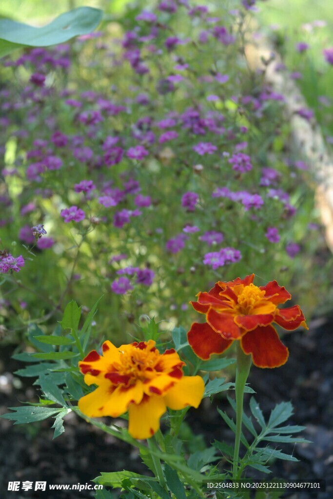 多彩花卉绽放于花园中