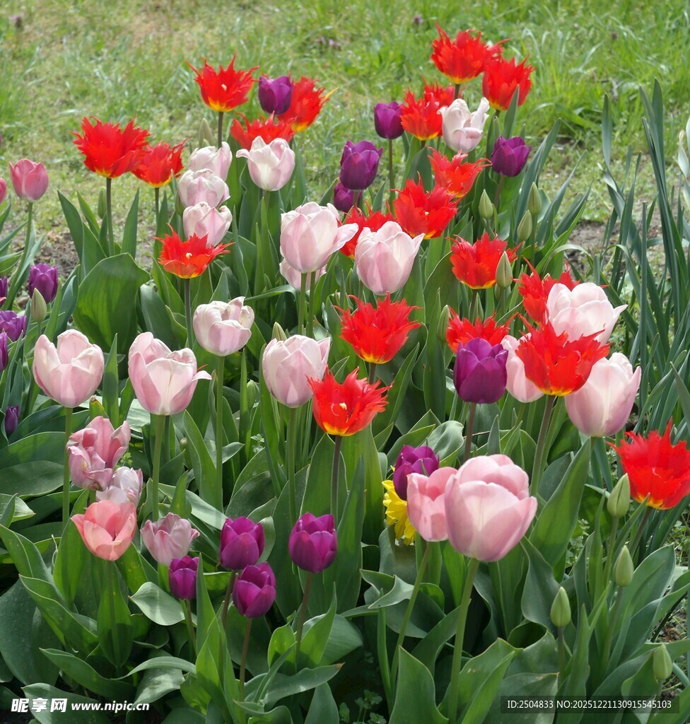 多彩郁金香绽放于花园