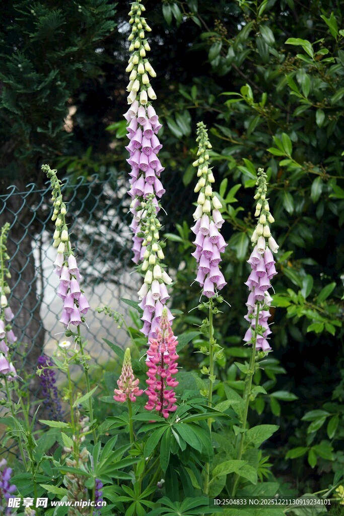 美丽毛地黄绽放于绿野